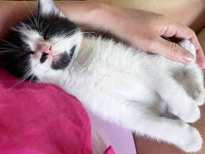 sleeping happy kitten