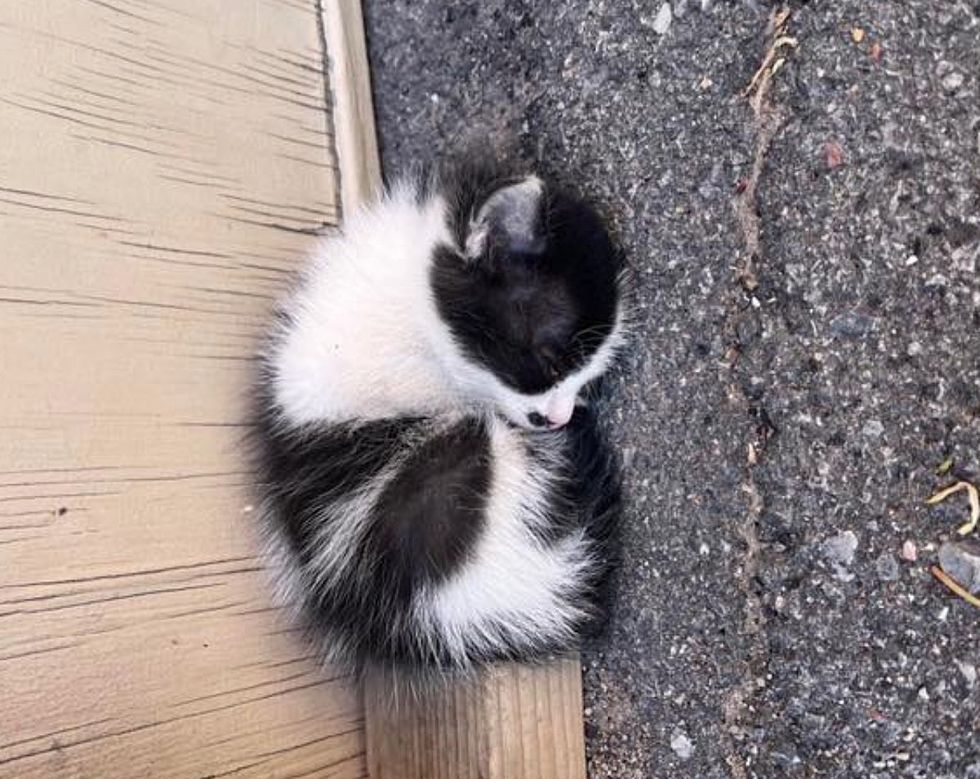 stray kitten sleeping outside