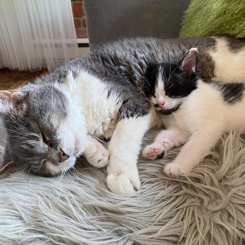 cat kitten snuggling