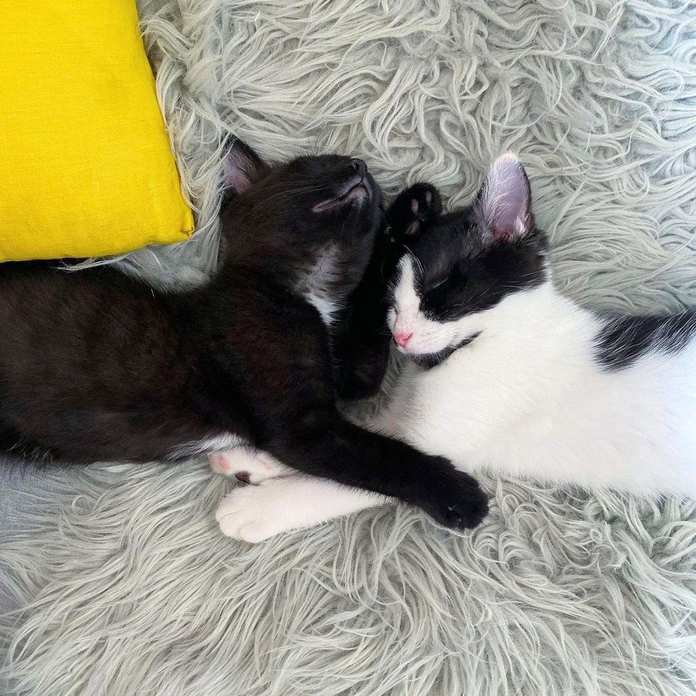 kittens sleeping cute