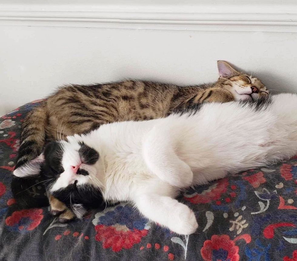 kittens sleeping snuggles