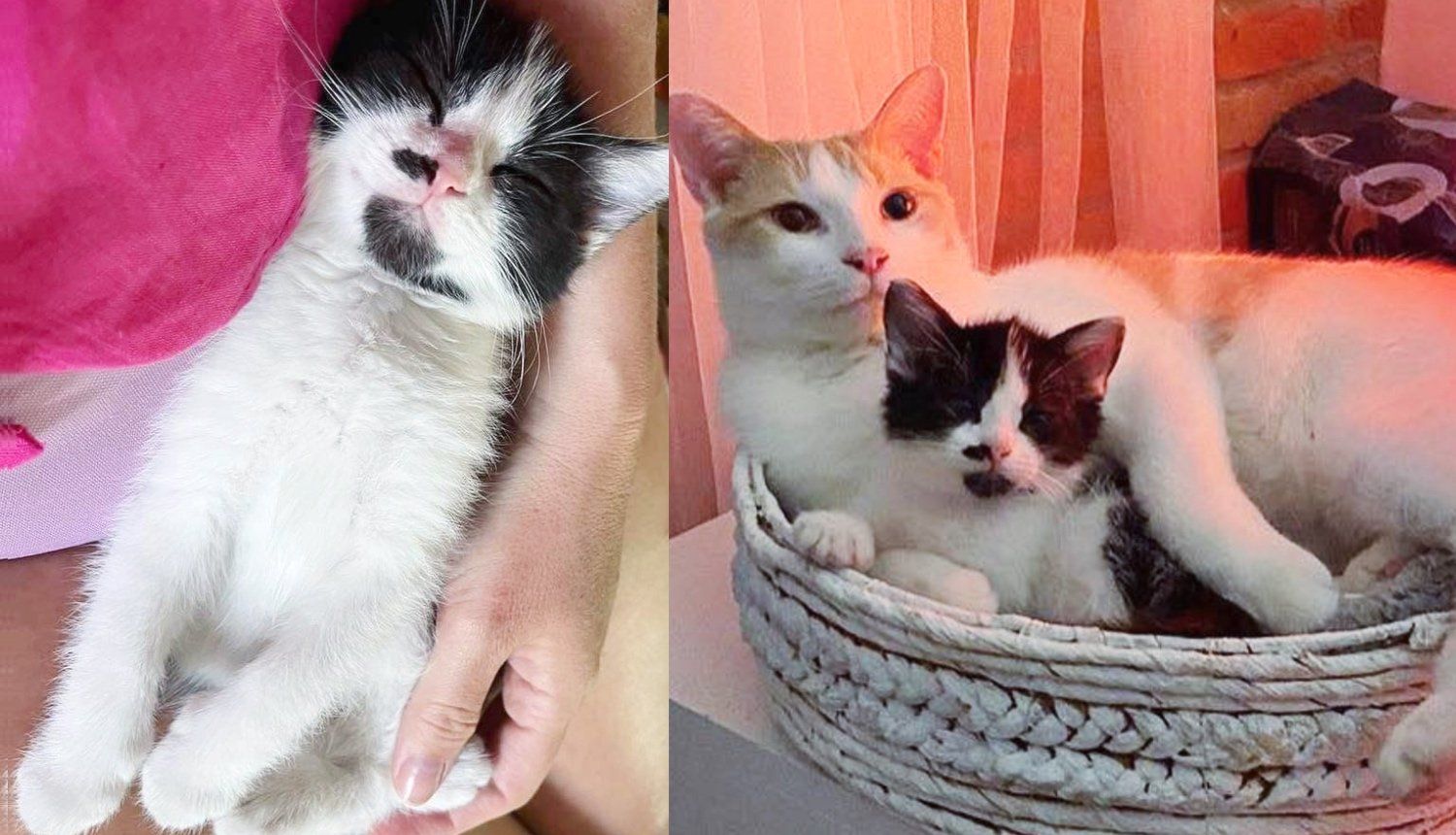 Kitten Tried to 'Hug' Himself When Found Next to a House, Now Gives Other Cats and Kittens Endless Affection