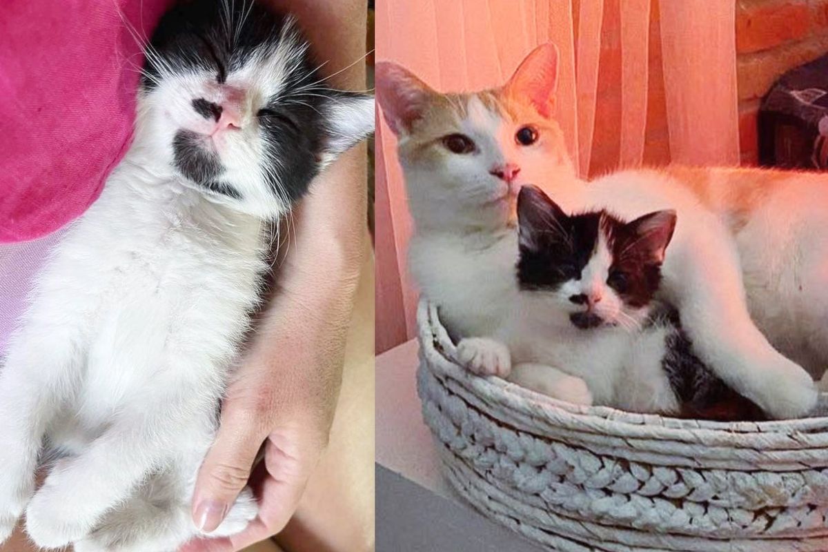 Kitten Tried to 'Hug' Himself When Found Next to a House, Now Gives Other Cats and Kittens Endless Affection