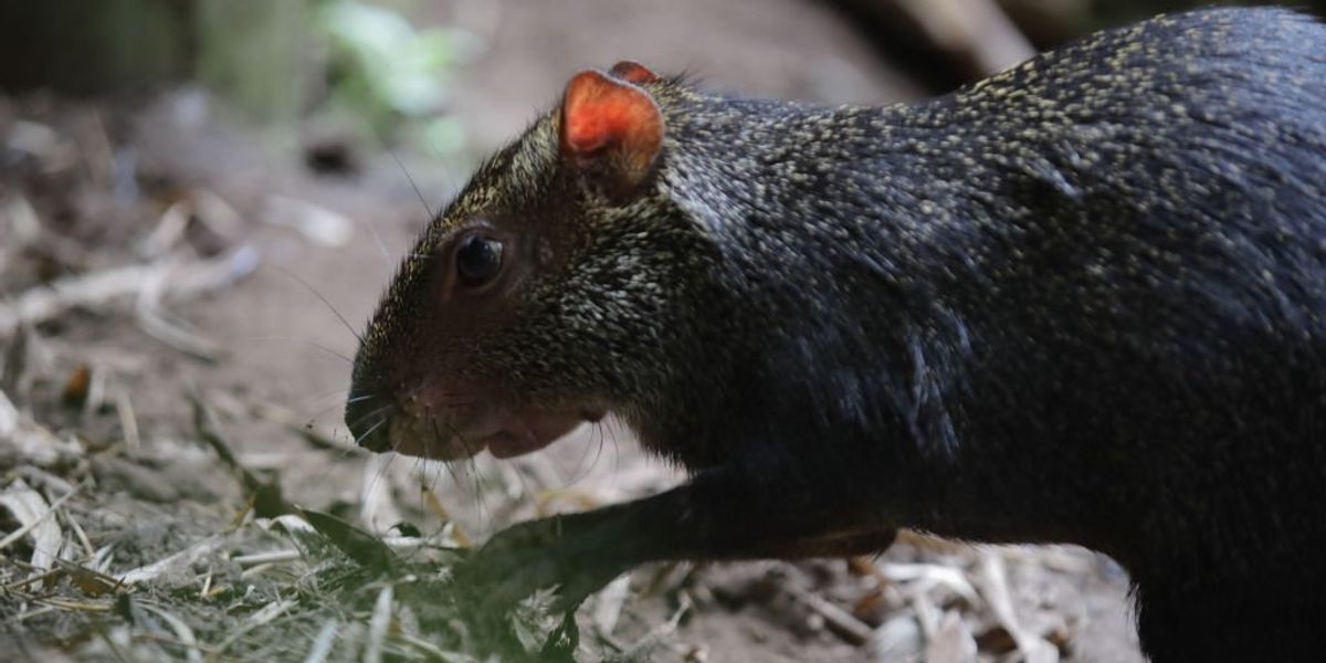 NextImg:English man discovers 'twitching' mouse in mushroom noodle soup