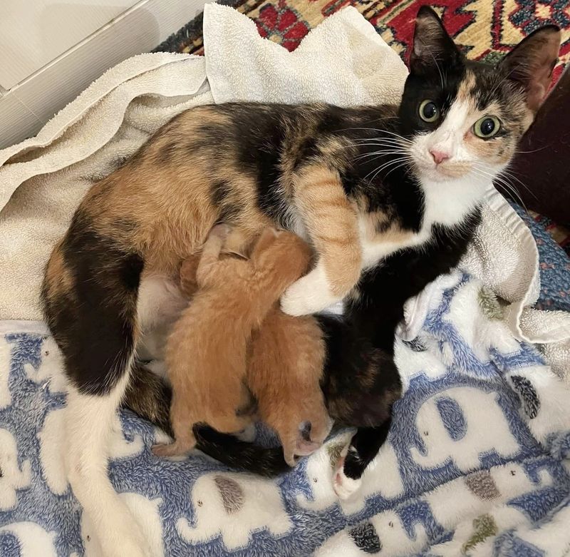 cat mom nursing kittens