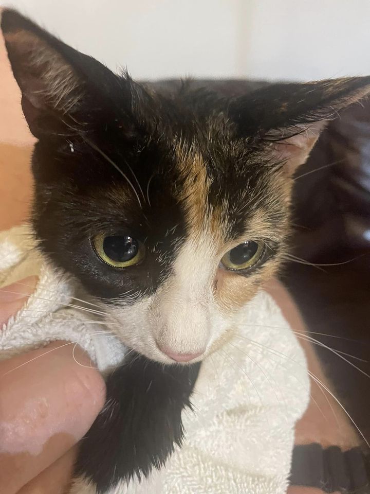 calico cat rescued