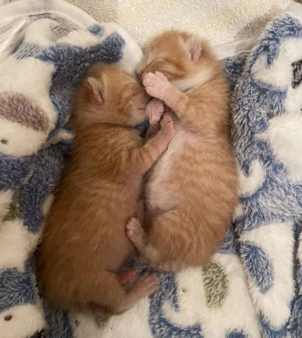 ginger kittens snuggles