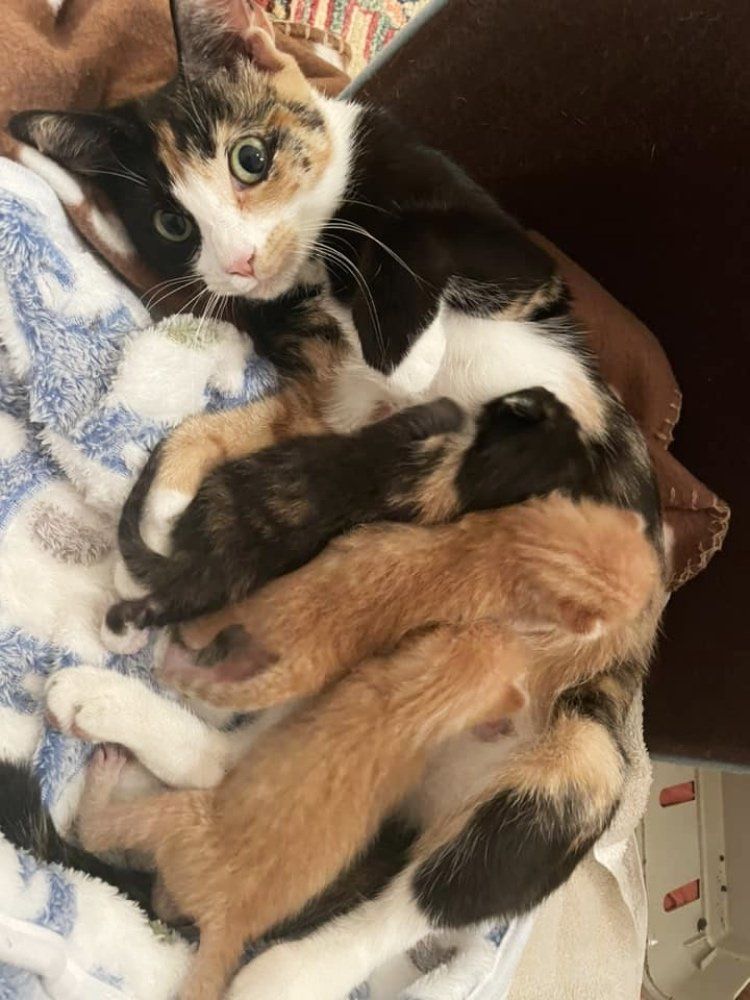 cat mom nursing kittens