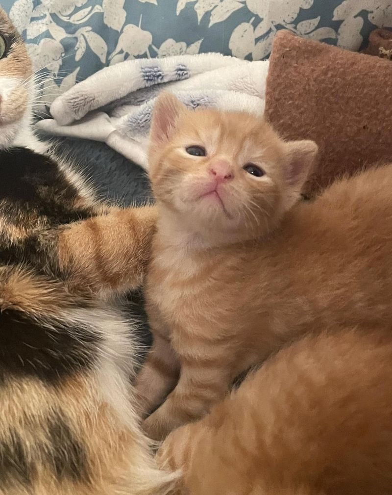 sweet ginger kitten