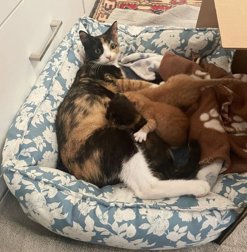 cat mom nursing kittens