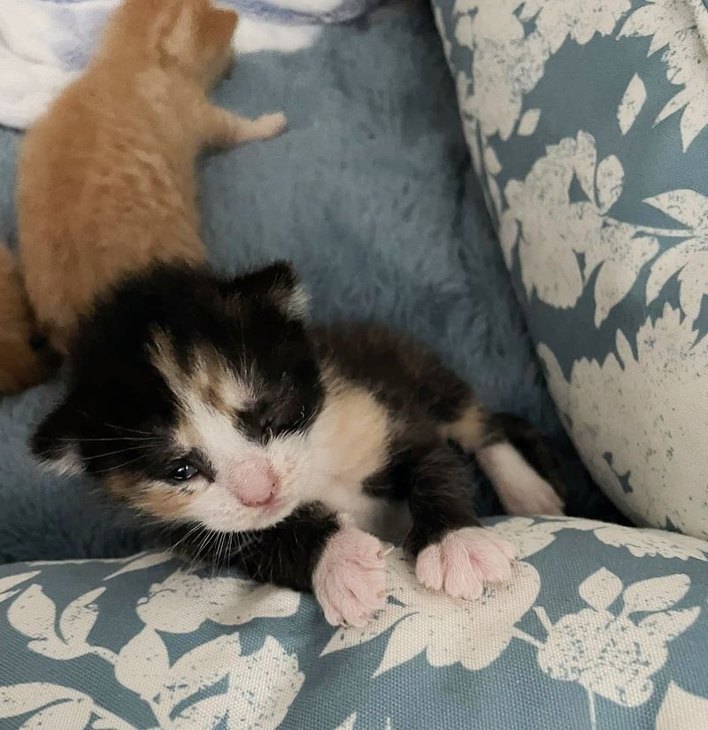 cute calico kitten