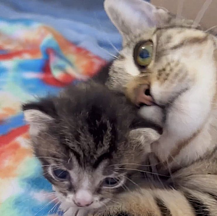 Cat with a Single Kitten Finds Someone to Let Them in and Even Plays Fetch  Every Day to 'Thank' Them - Love Meow