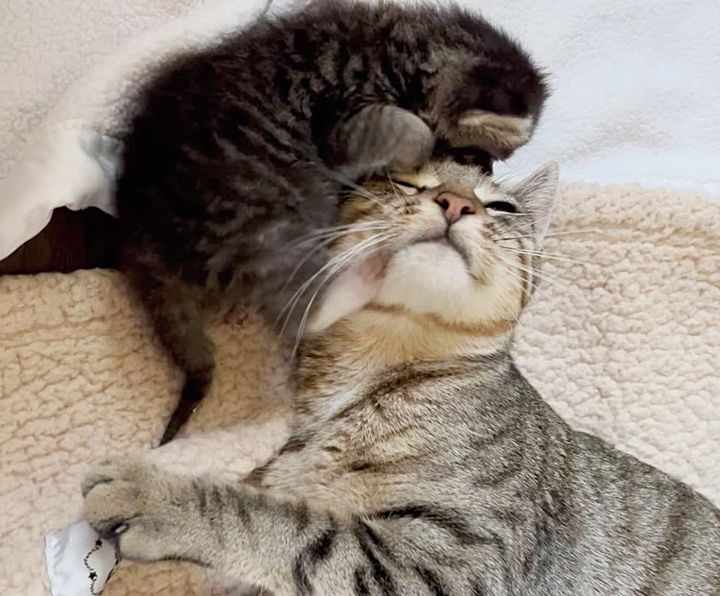 kitten wrestle mom cat