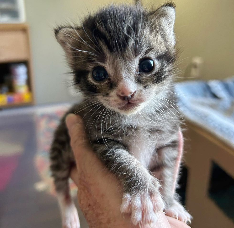 sweet tabby kitten willow