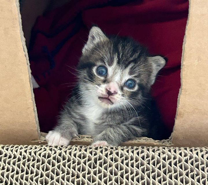 sweet kitten box