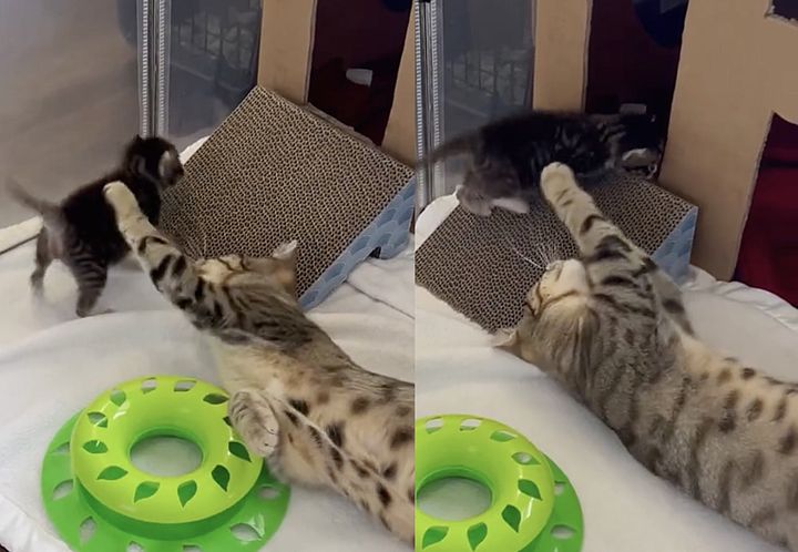cat plays kitten