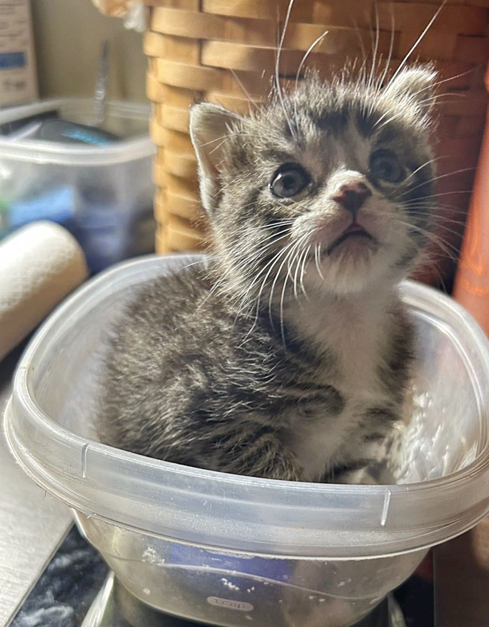 kitten on scale weight