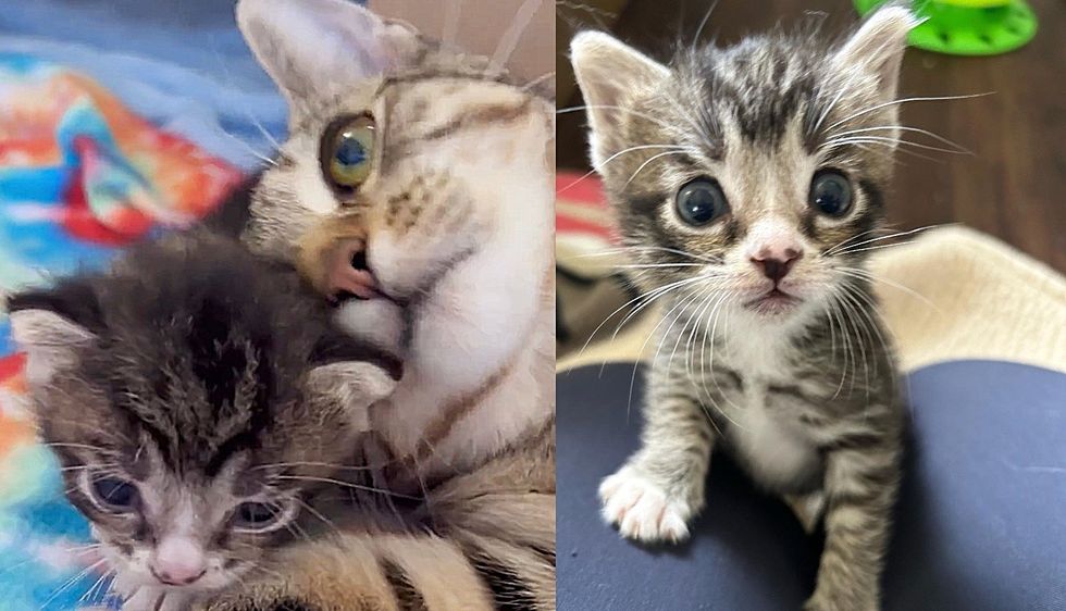 Cat with a Single Kitten Finds Someone to Let Them in and Even Plays Fetch Every Day to 'Thank' Them