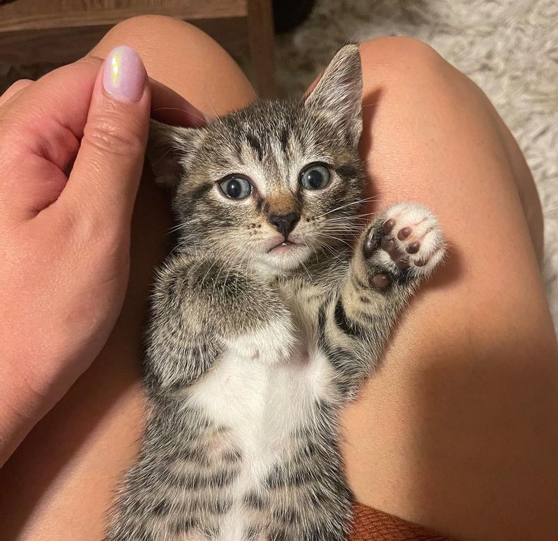 kitten lap snuggles