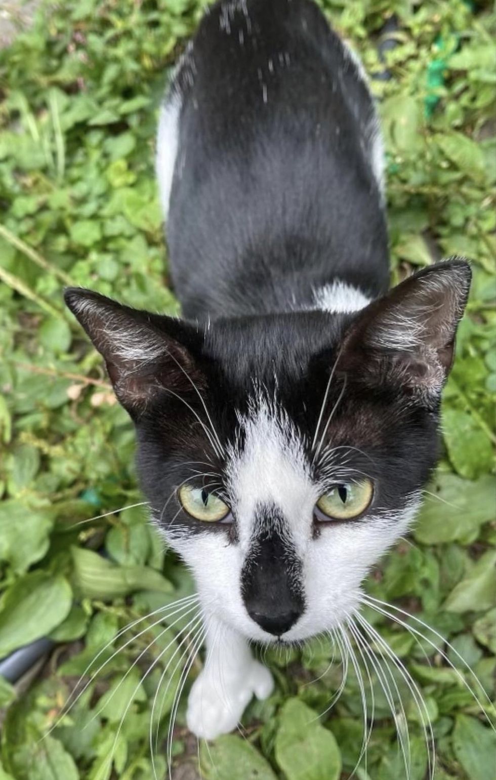 stray feline  thumbs