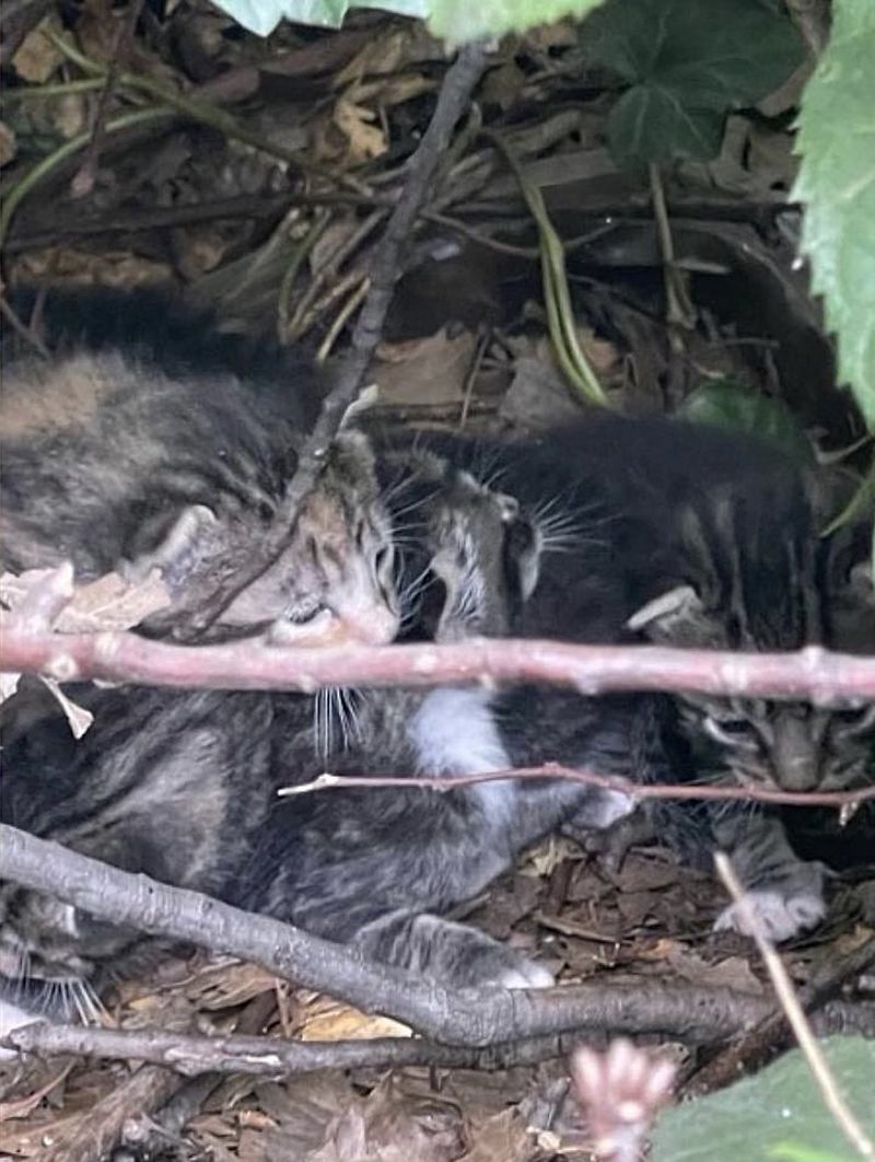 kittens brush hidden