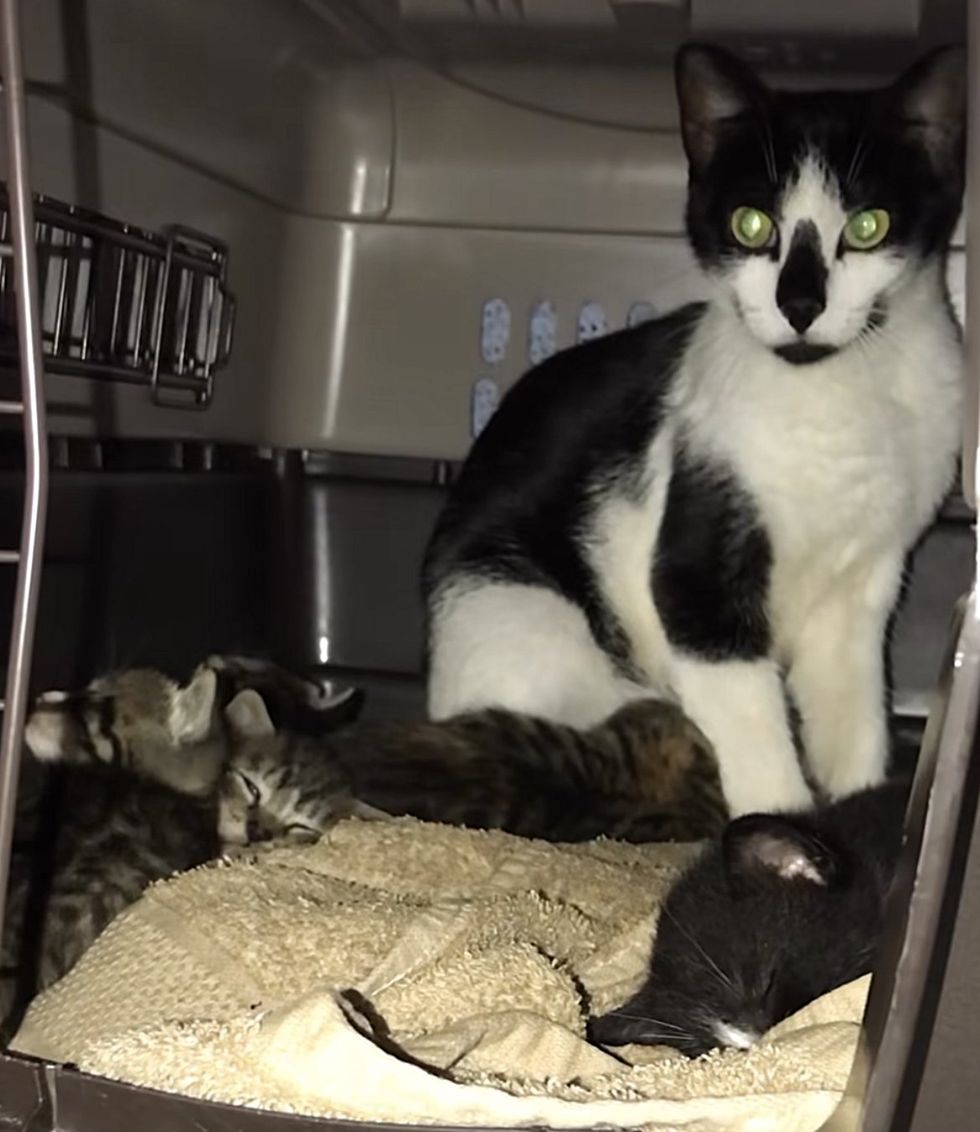 kittens cat carrier