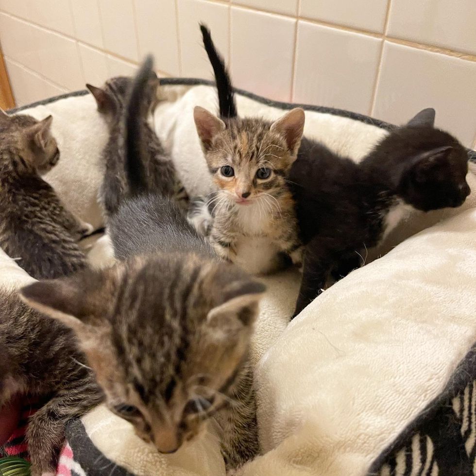 kittens cat bed