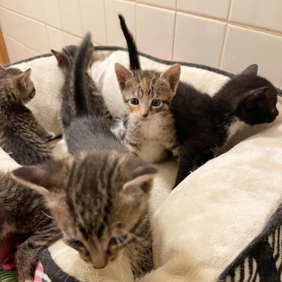 Cat Moved Her Kittens to Hide in Brush and Walked Up to Neighbor as She ...