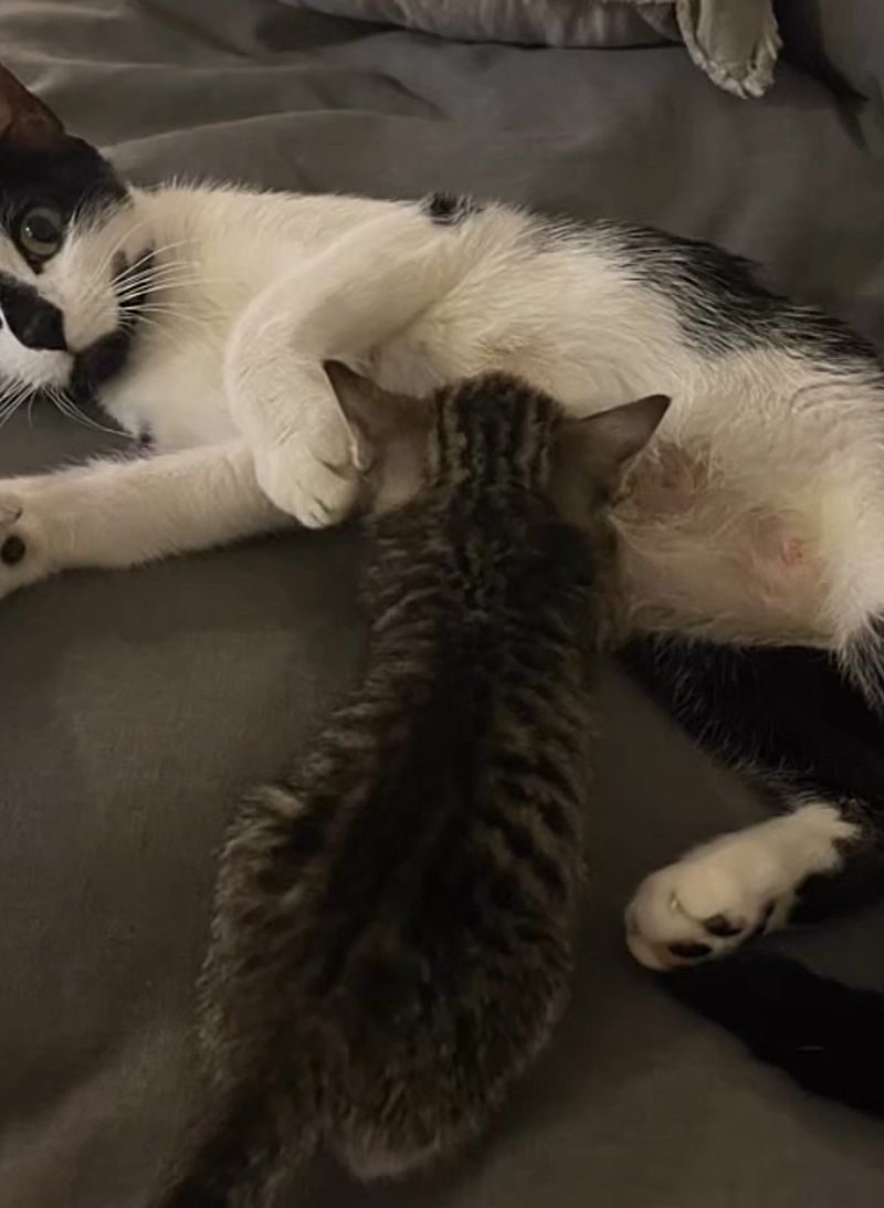 cat nursing kitten