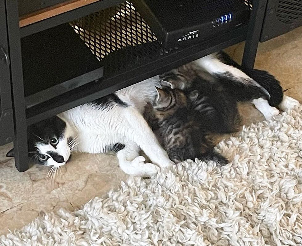 cat nursing kittens