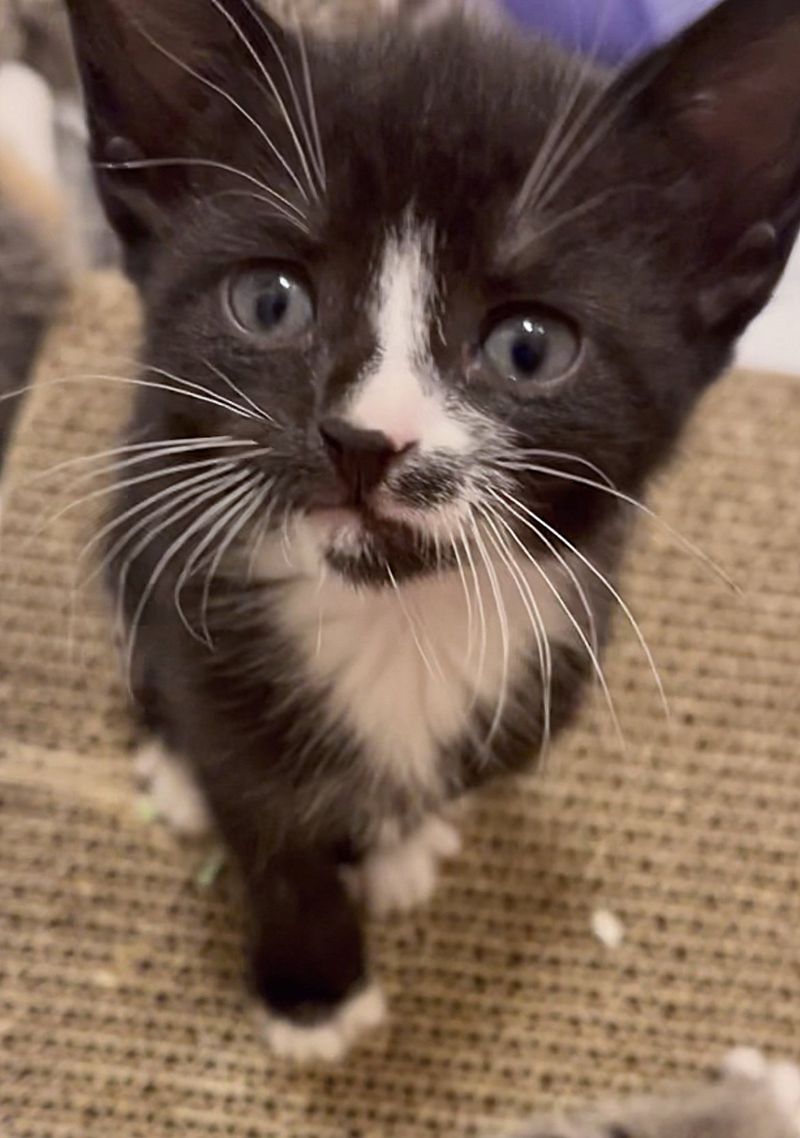 tuxedo kitten