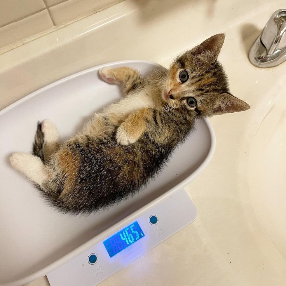 kitten on weight scale