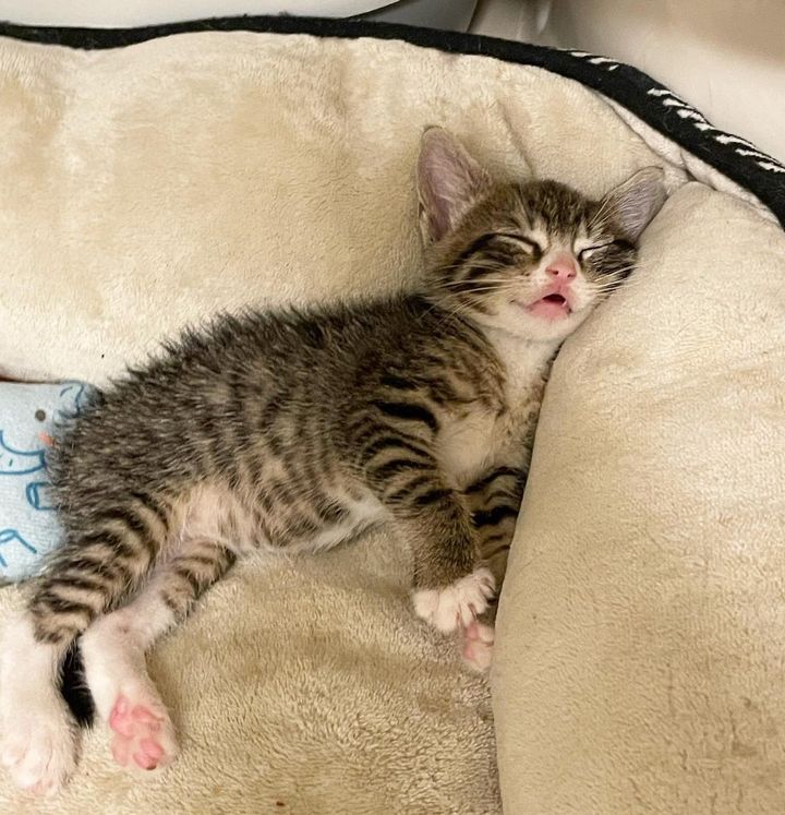 sleeping kitten tabby