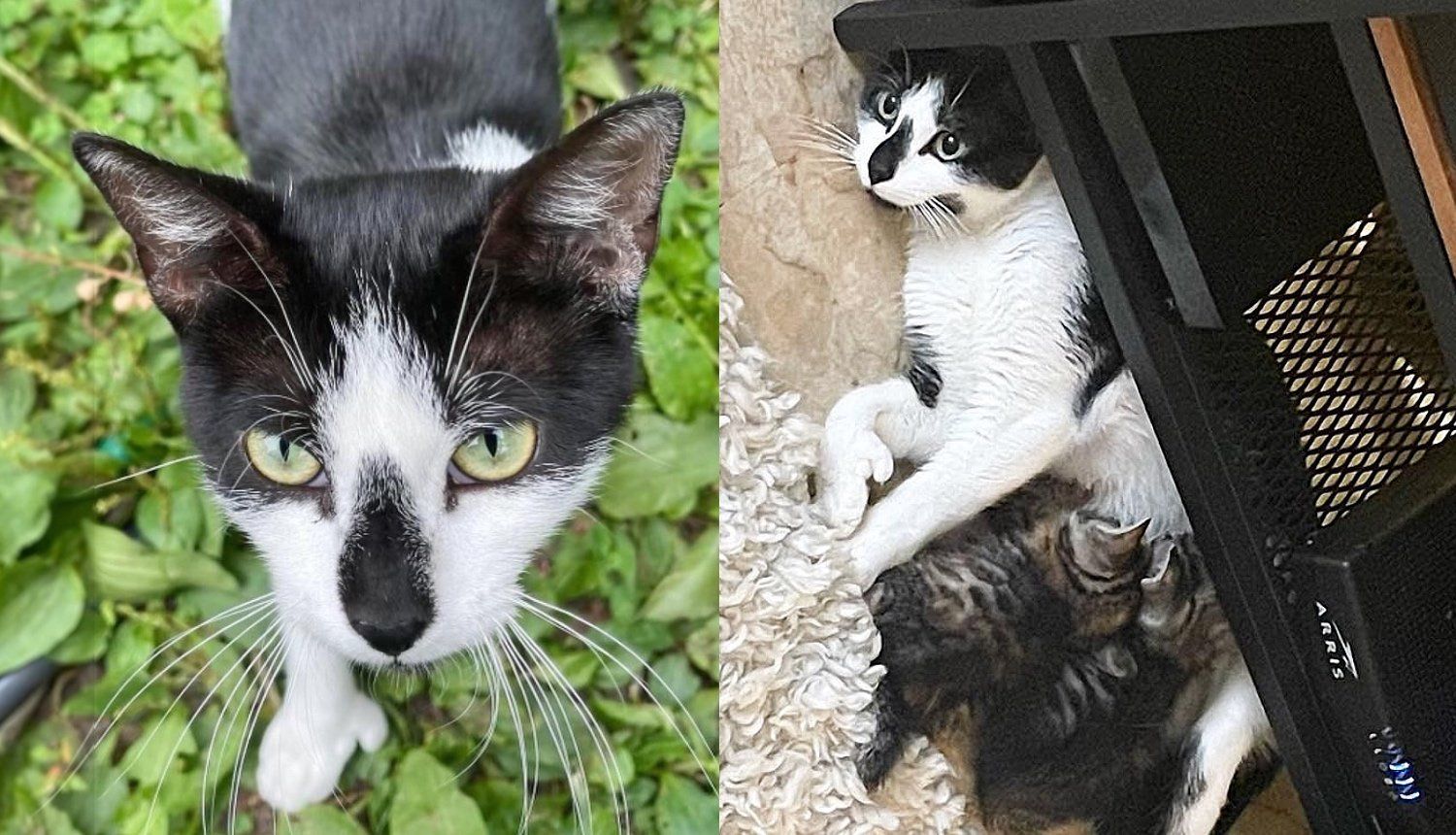 Cat Moved Her Kittens to Hide in Brush and Walked Up to Neighbor as She was Ready for Change