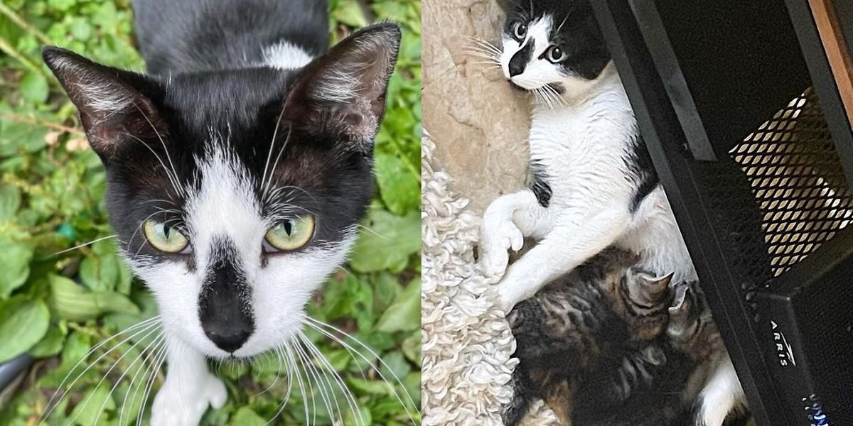 Cat Moved Her Kittens to Cover in Brush and Walked As much as Neighbor as She was Prepared for Change