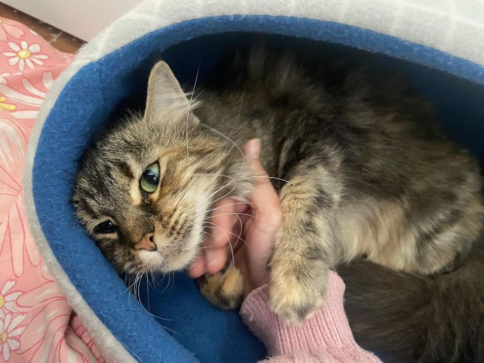 sweet torbie cat hug