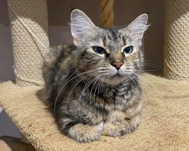 cat loaf torbie tabby