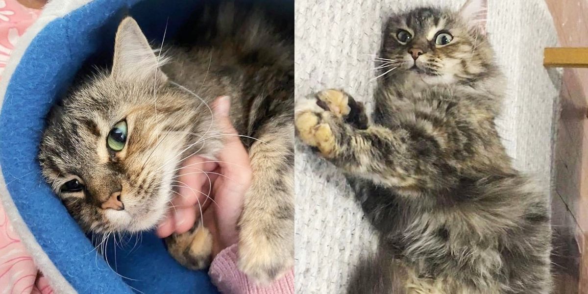 Cat Taken Out of Kennel with Kittens and Given Safe Place, She Truly