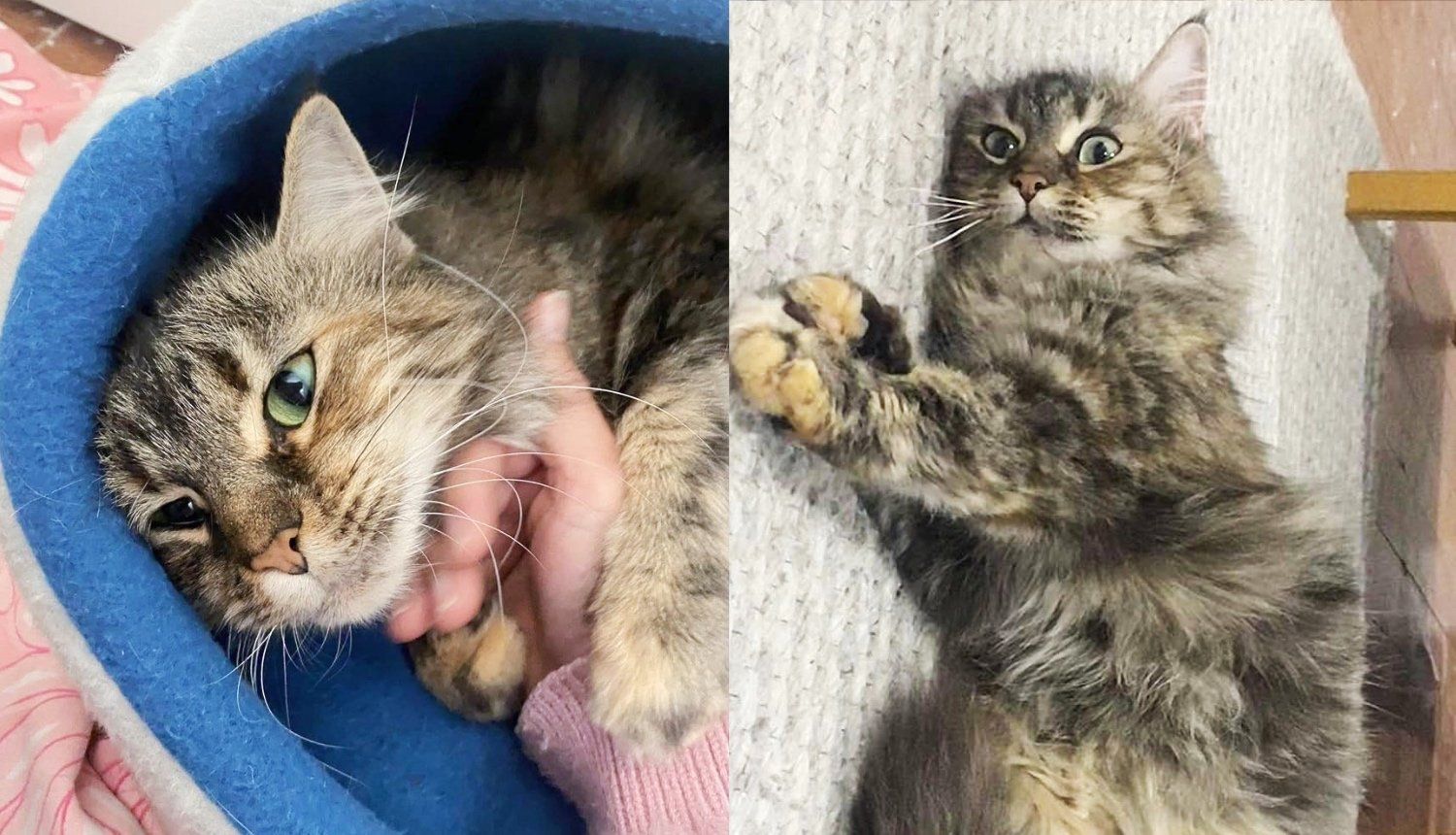 Cat Taken Out of Kennel with Kittens and Given Safe Place, She Truly Transformed with a Few Months of Change