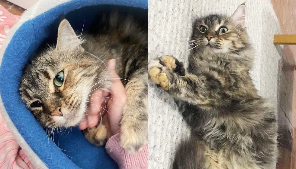 Cat Taken Out of Kennel with Kittens and Given Safe Place, She Truly Transformed with a Few Months of Change