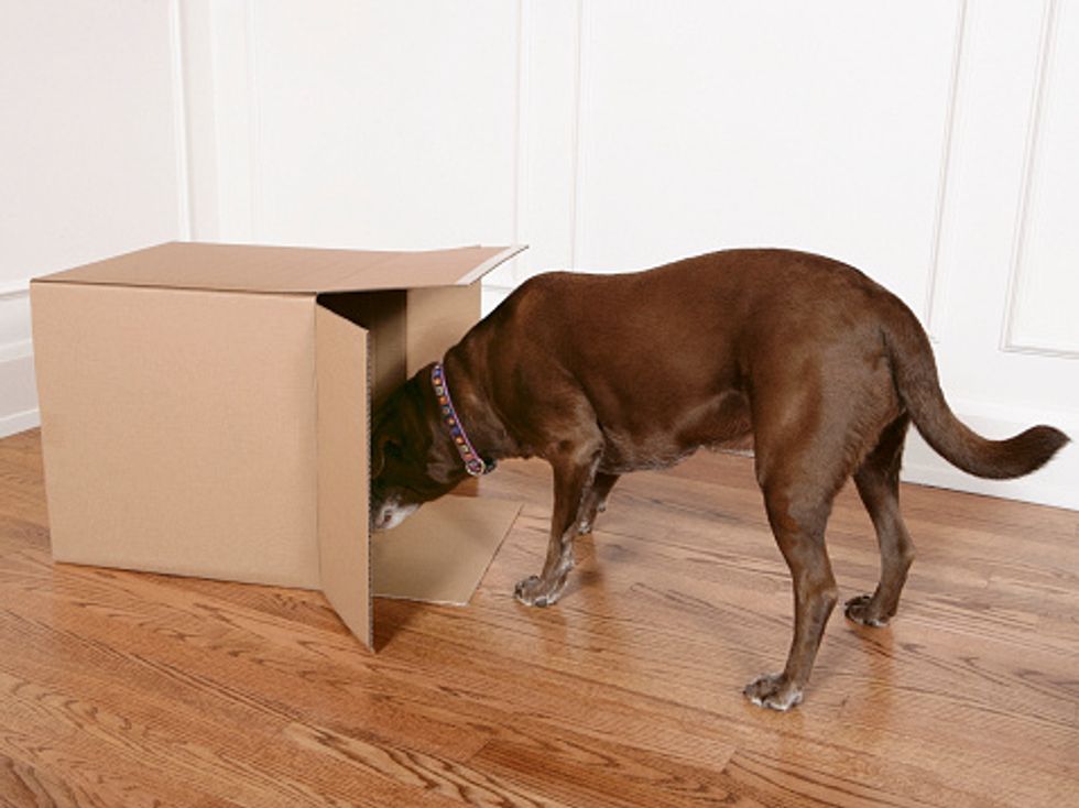 Best in Scheduled Pet Products/Food Delivery
