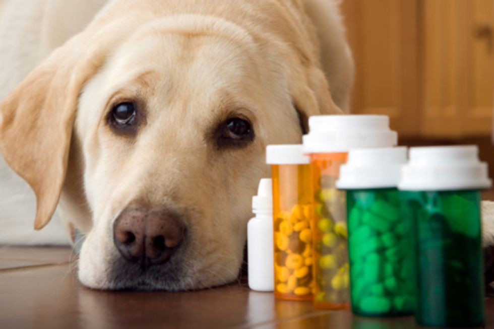 Best in Online Pet Medicine