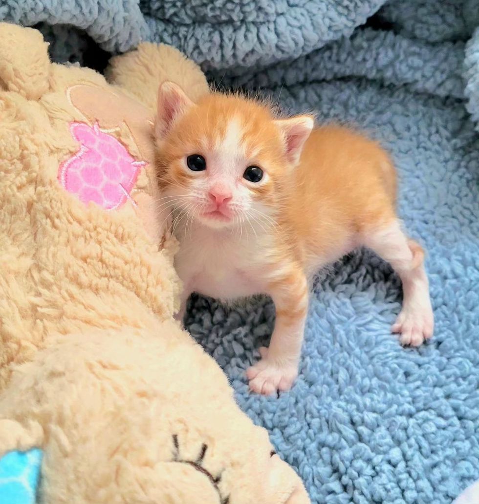 sweet kitten ginger tabby