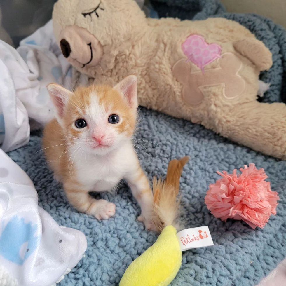 sweet ginger kitten tabby