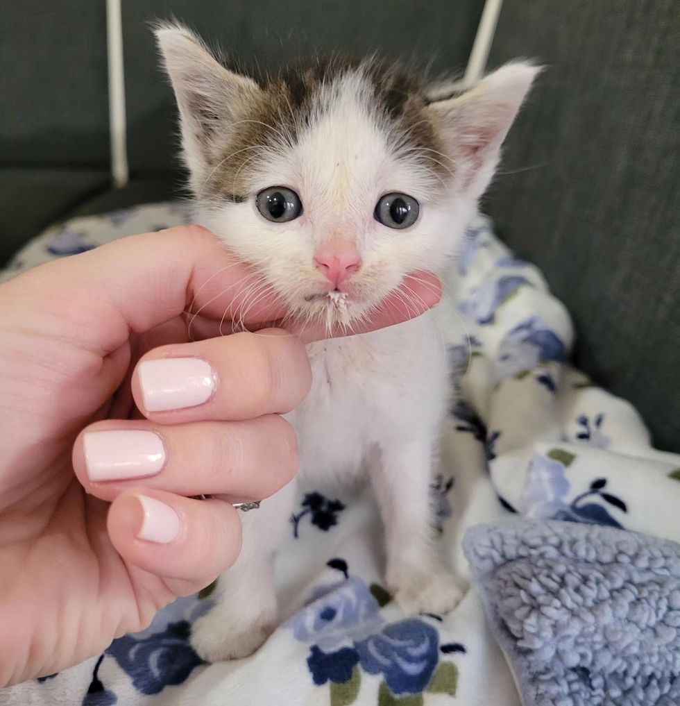 sweet kitten tiny