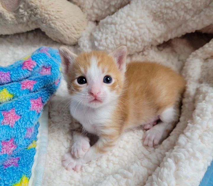 tabby ginger kitten