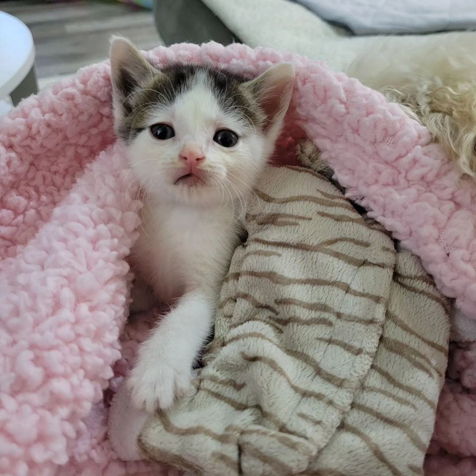 kitten wrapped blankets