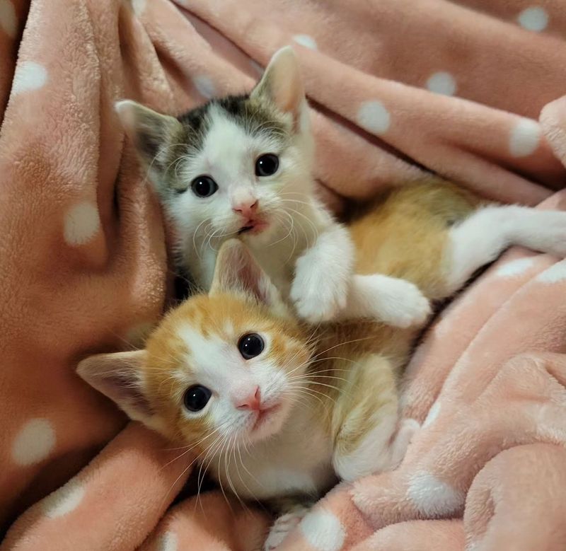 snuggly kittens friends