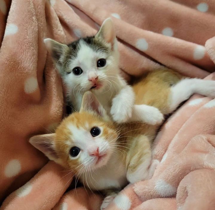 snuggly kittens friends