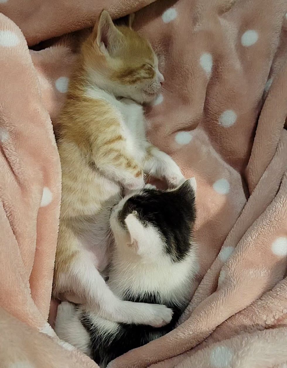 sleeping kittens friends